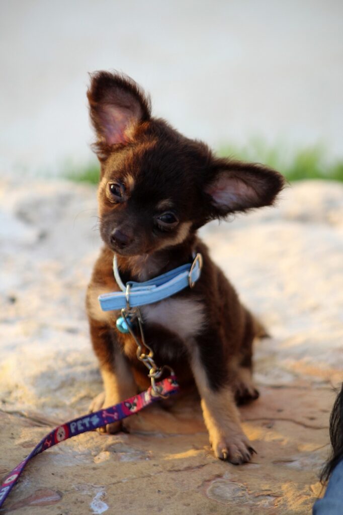 chihuahua, sunset, cocoa-5232214.jpg