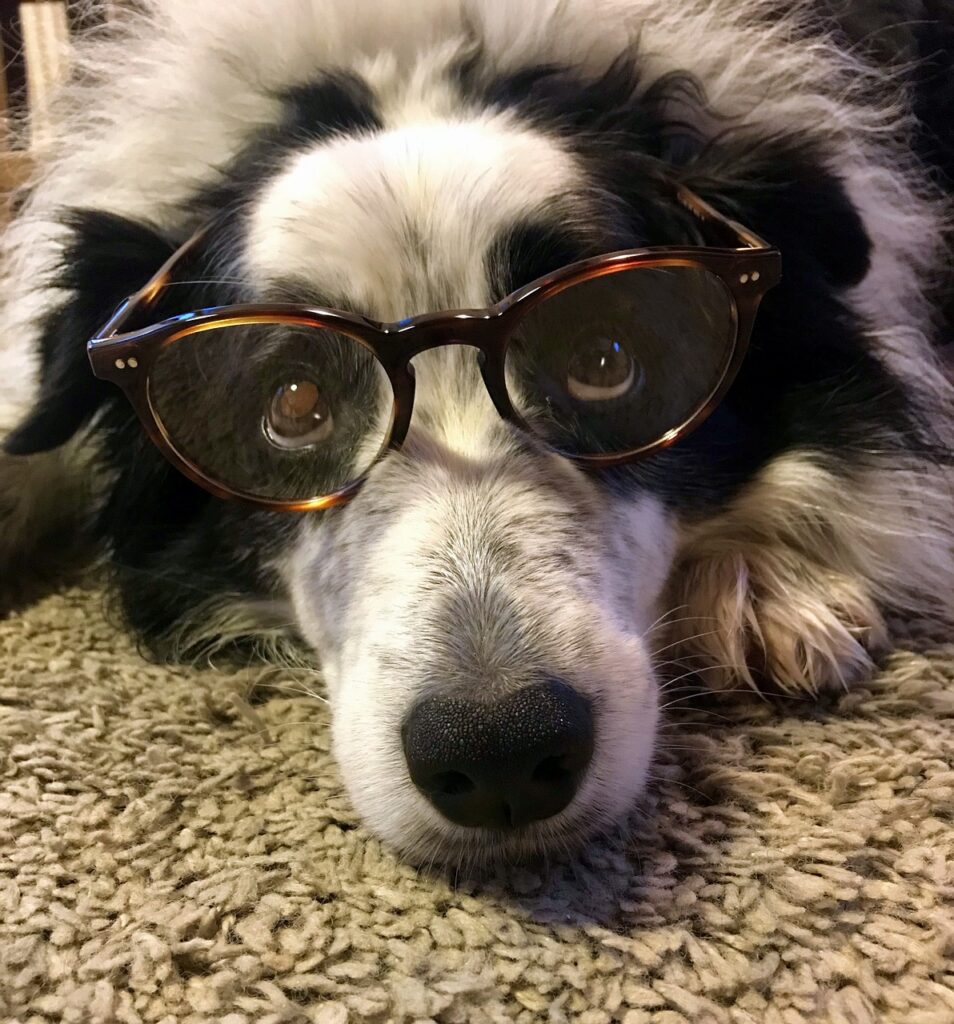 dog, border collie, glasses-4890742.jpg