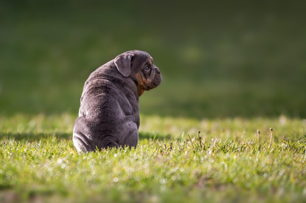 dog, bulldog, english bulldog-4187023.jpg