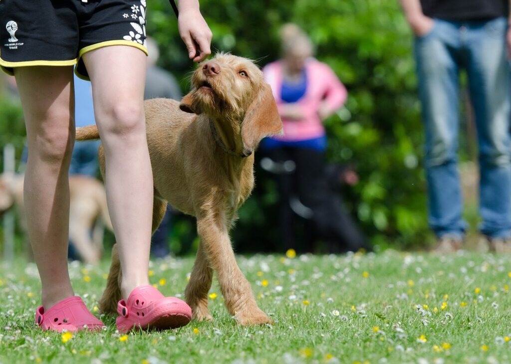 dog school, dog training, hungarian pointing dog-672717.jpg