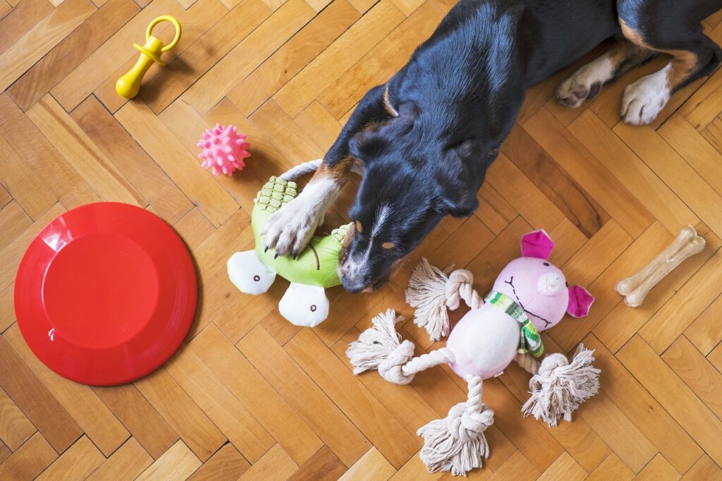 dog toys, animal, pet-5175628.jpg