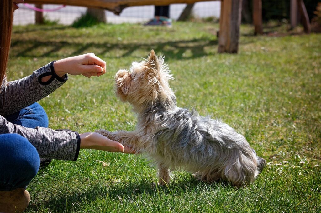 dog training, dog, animal-5098572.jpg