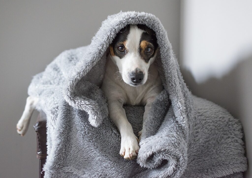 jack russel, dog, sleep-5350336.jpg