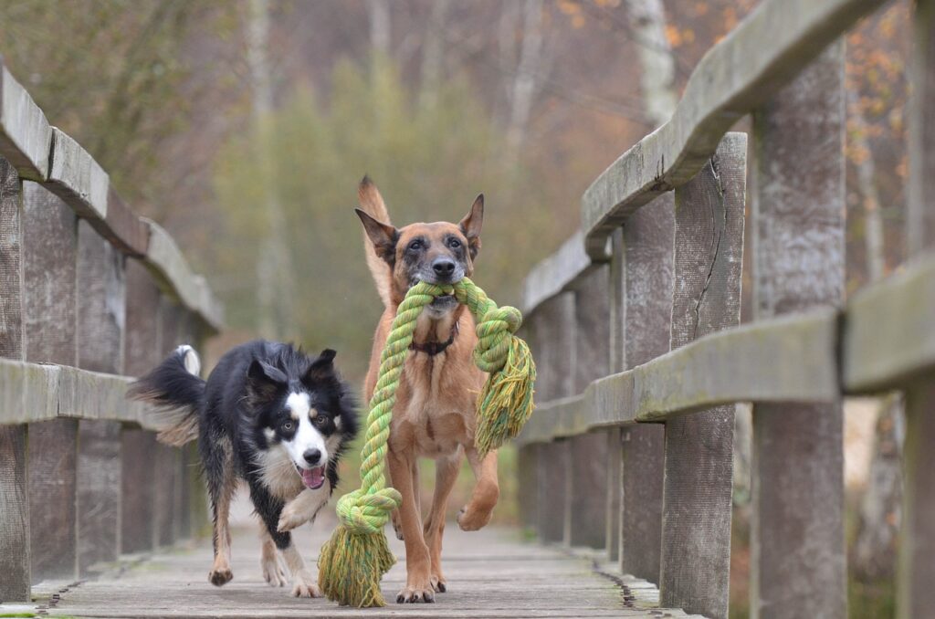 malinois and border collie, belgian shepherd dog, playing dogs-788032.jpg