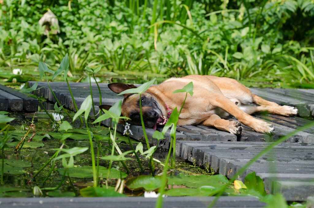 malinois, water garden, dog sunbathes-662776.jpg