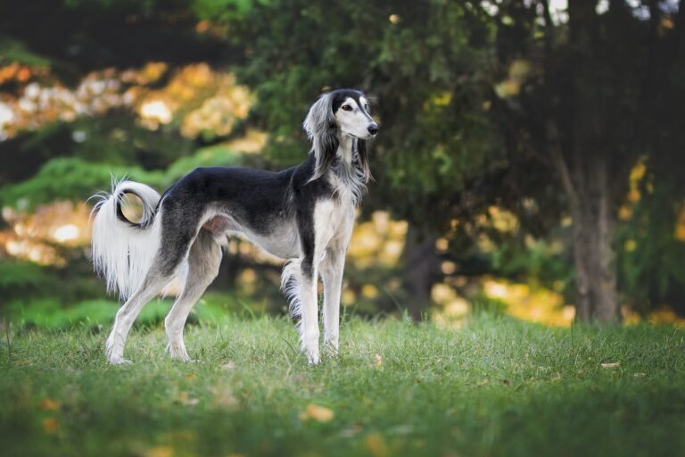 nature, dog, greyhound-3047194.jpg