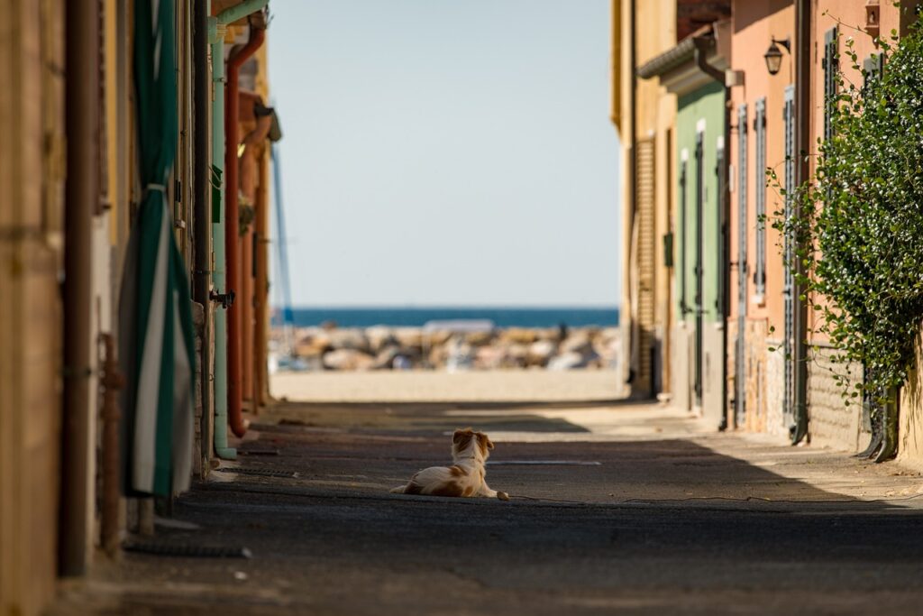 street, dog, nature-5085971.jpg