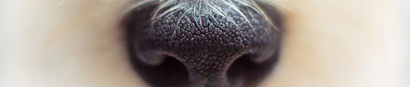 nose, dog, fur-4420535.jpg